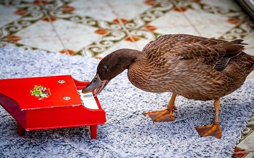 بطة-غينيسس بطة-غينيسس