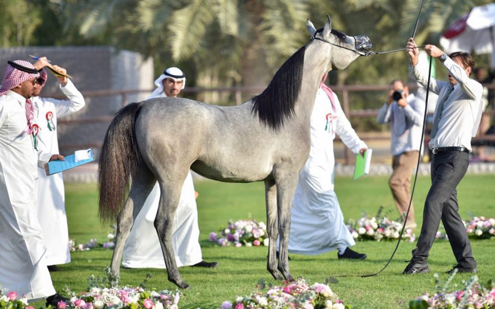 جمال-الخيللل-العربي