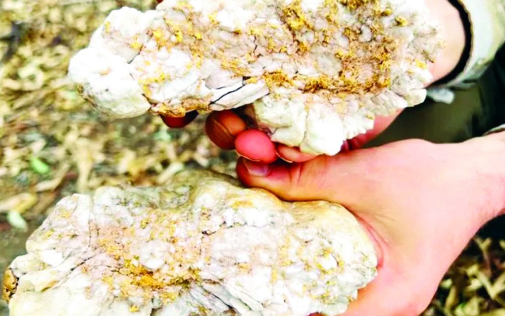 صخرة-من-ذهب صخرة-من-ذهب