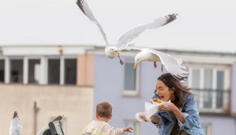 62-162403-sandwich-shop-seagull-insurance_700x400 62-162403-sandwich-shop-seagull-insurance_700x400