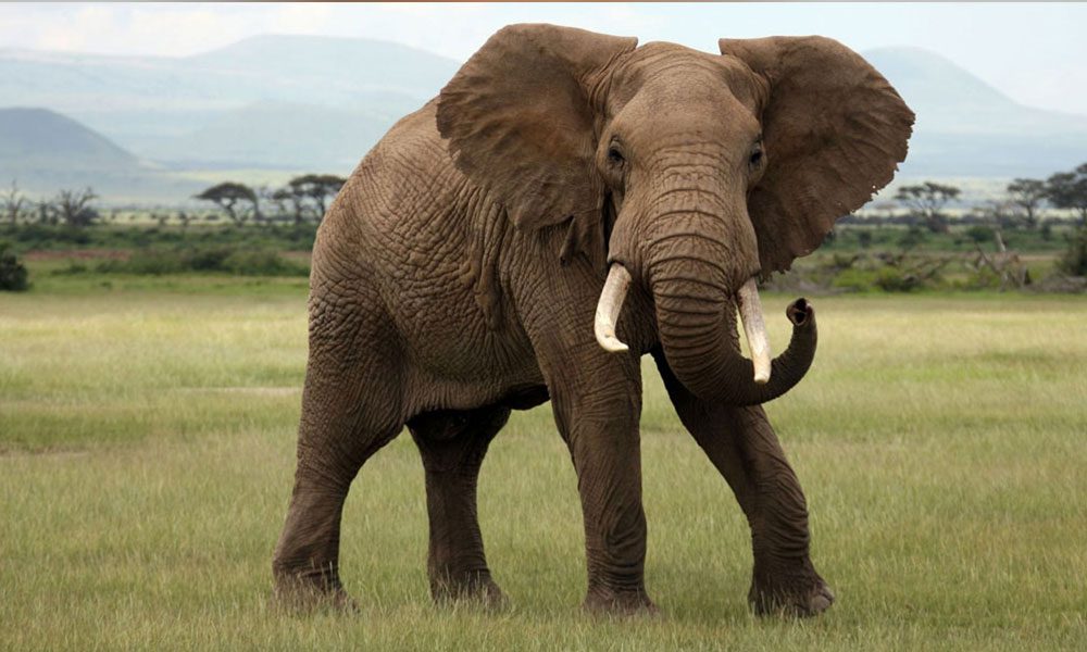 elephant elephant