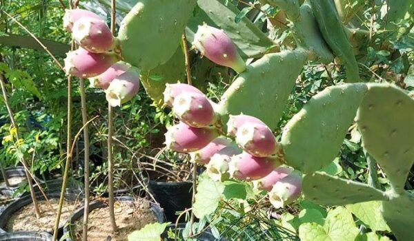 بوتوكس طبيعي.. نوع من الصبار لمحاربة التجاعيد