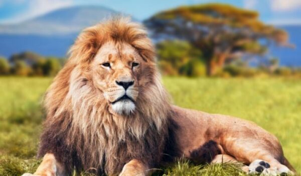 أسد يفتك بمربيه في حديقة منزله