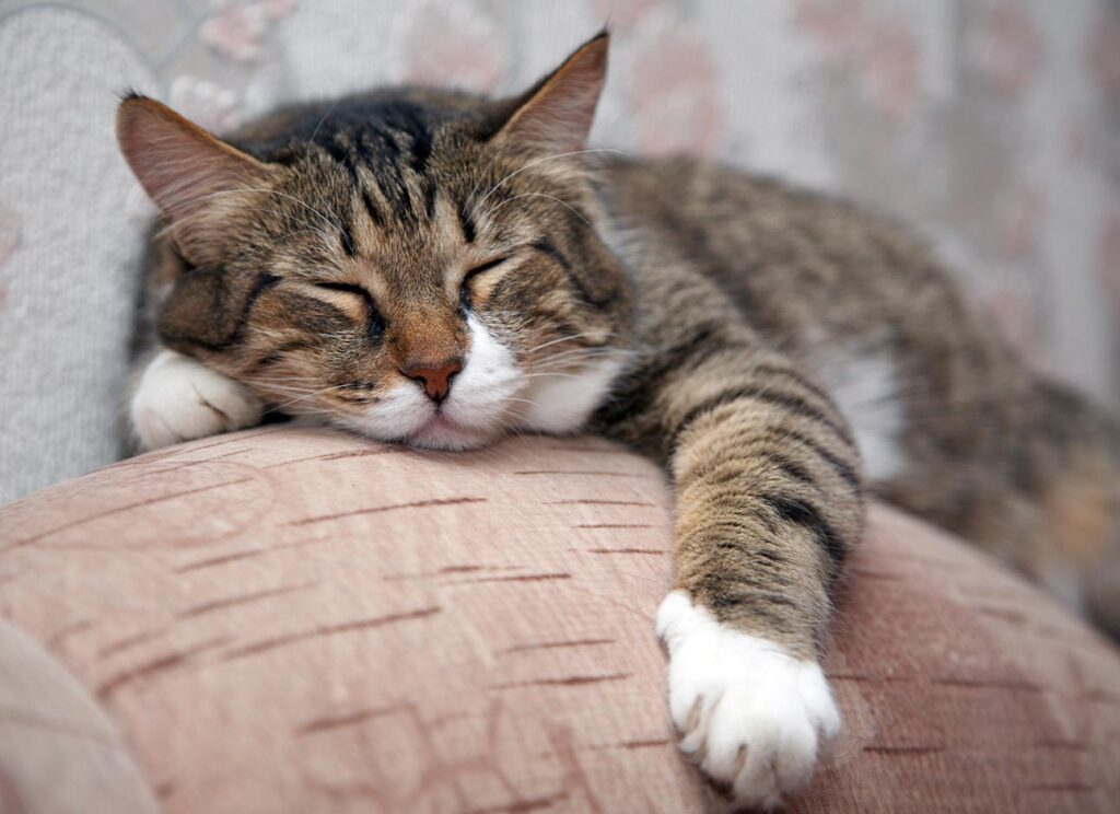 seniorcat