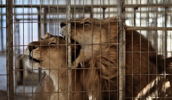 سبع أسود تفترس حارس حديقة حيوان أمام الزوار