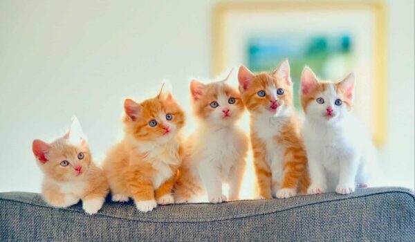 دراسة.. تربية القطط تزيد احتمالات الاضطرابات النفسية