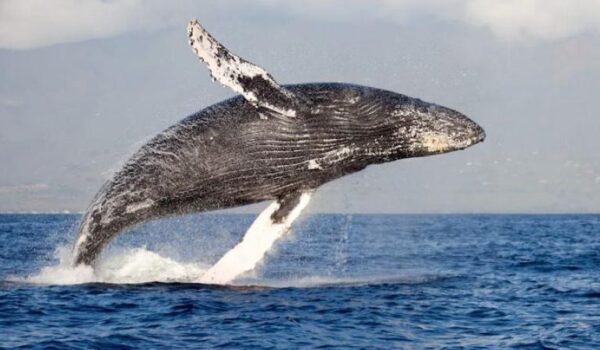 وفاة الحوت “الأكثر وحدة في العالم” بعد 33 عاماً في الأسر