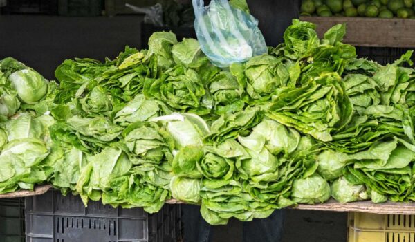 الخس.. “صيدلية خضراء” لترطيب الجسم وتحسين جودة النوم