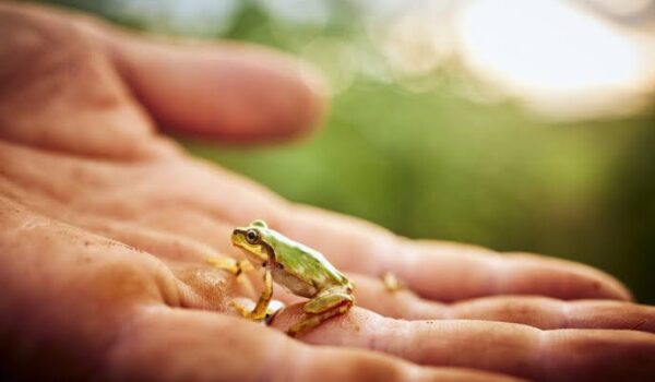 بكتيريا من أمعاء ضفدع تفتح باباً لعلاج السرطان