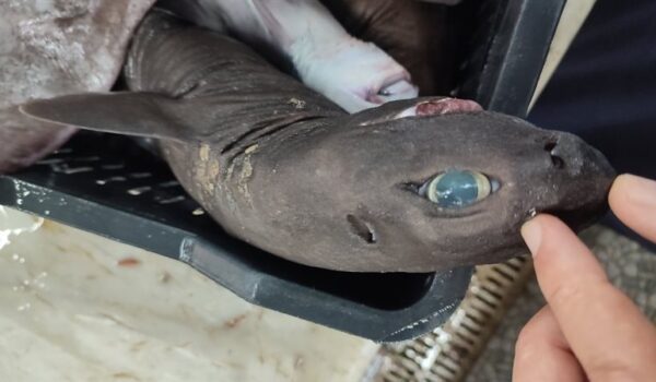 قرش الأنمي في إسبانيا.. ملامح غريبة ومفاجأة مرعبة داخل أحشائه