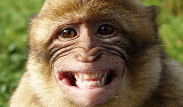 في مطاردة استمرت ساعات.. القبض على قرد حطم عشرات الغيتارات داخل متجر موسيقي