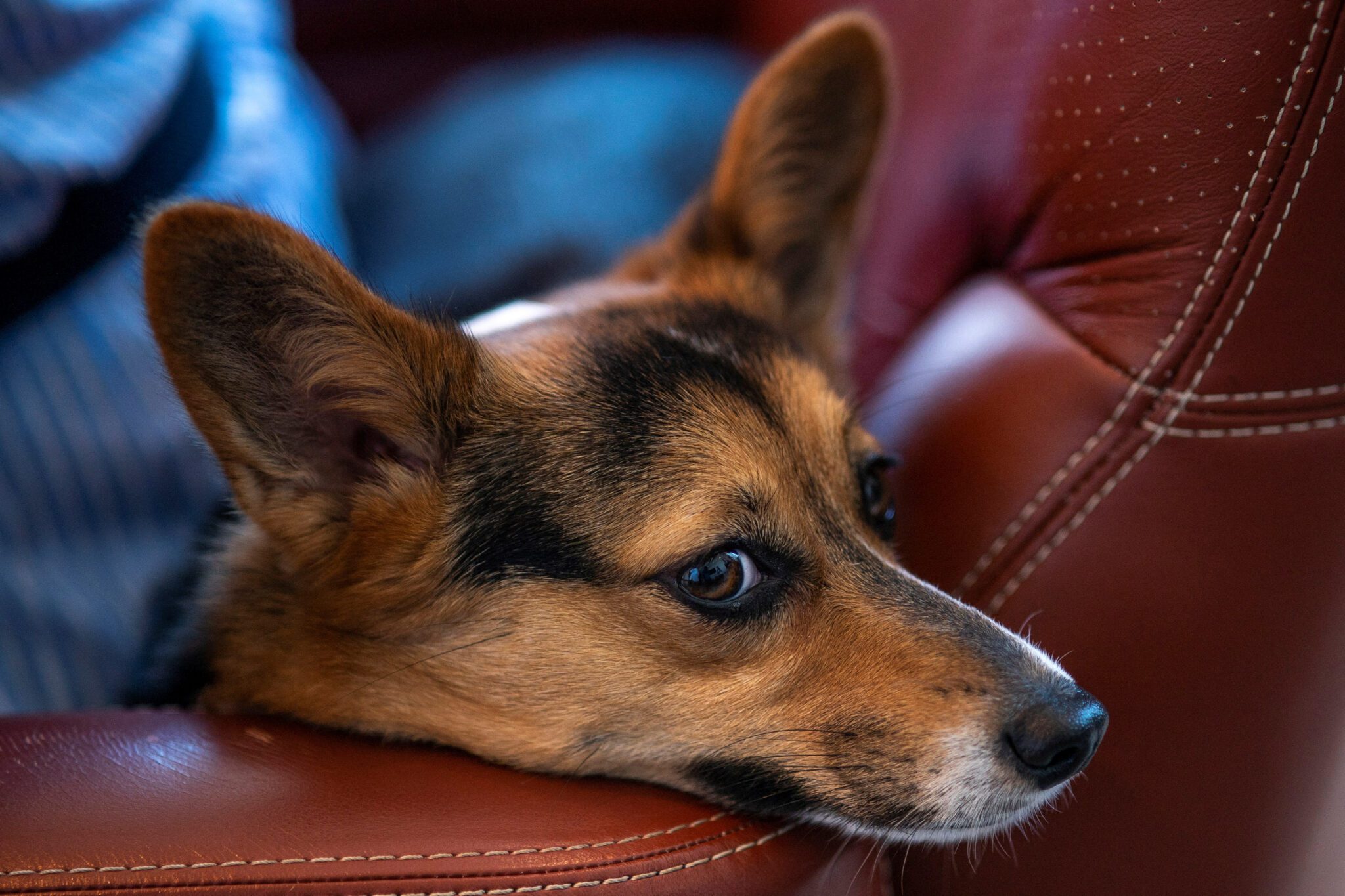 A dog waits in the comfort area to board a plane during a press event introducing Bark Air, an airline for dogs, at Republic Airport in East Farmingdale, New York, May 21. The luxury aircraft can accommodate up to 14 people, but BARK Air doesn't want to sell more than 10 tickets to make room for ten dogs.

Currently, BARK Air routes include flights between the New York City metro area's White Plains Airport, Van Nuys Airport near Los Angeles, and London's Biggin Hill Airport.  REUTERS/Eduardo Munoz