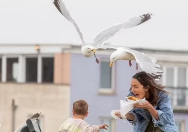 62-162403-sandwich-shop-seagull-insurance_700x400