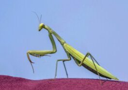 European_praying_mantis_(Mantis_religiosa)_green_female_Dobruja