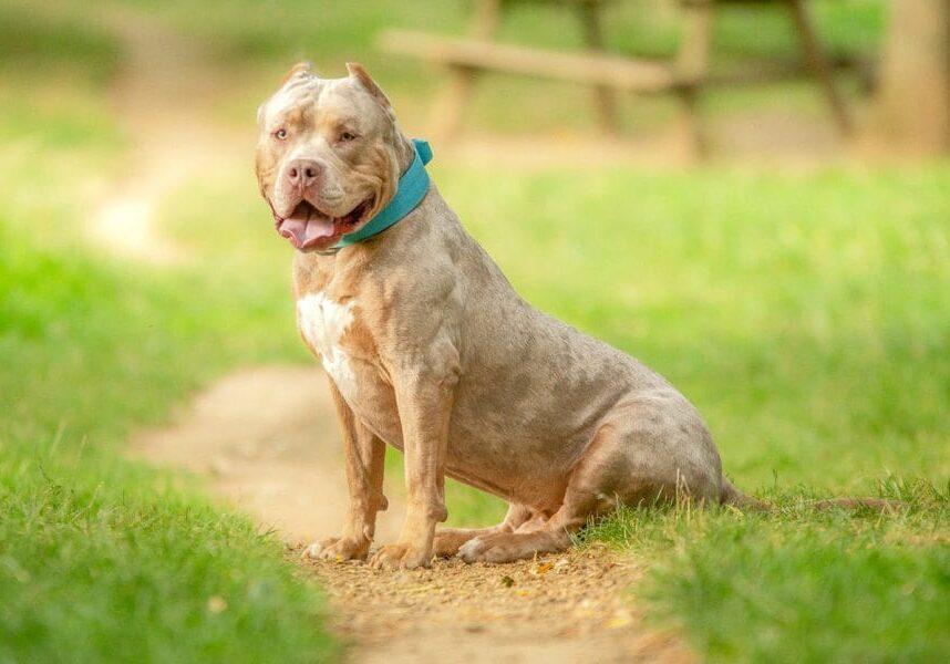 bully-XL-dog-iStock-1726593672-e1718119734178