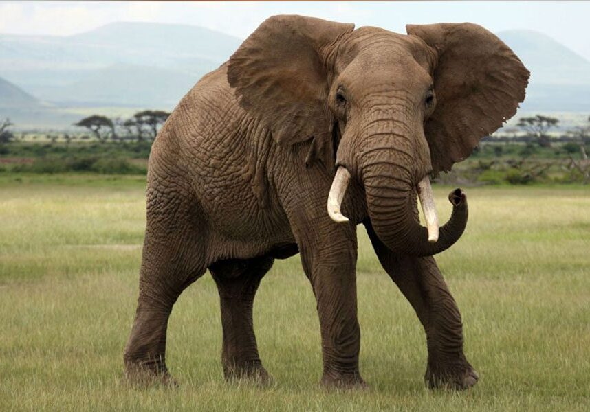 elephant