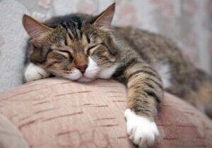 seniorcat
